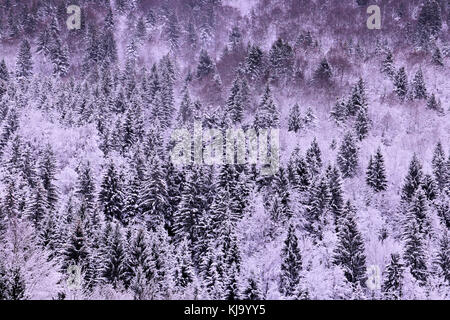 spruce trees covered in first snow Stock Photo