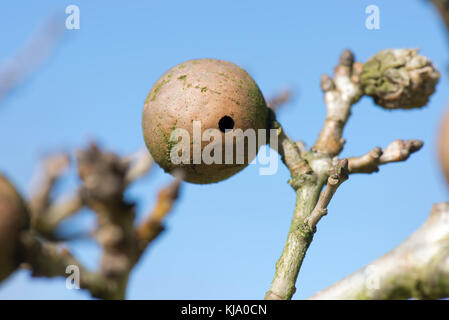 Oak apple gall wasp, Biorhiza pallida, hard persistentent galls on an oak tree in winter with perfect rouynd adult exit hole Stock Photo