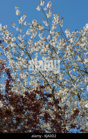 Red leaves of Prunus cerasifera in front of a profusely flowering wild or bird cherry tree in spring set against a blue sky Stock Photo