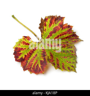 Autumn leaf of a grape plant on white background Stock Photo