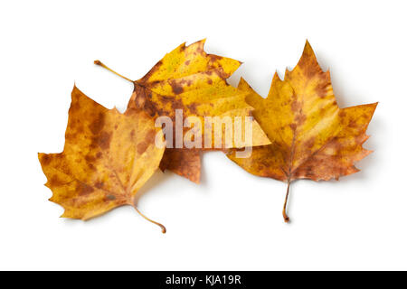 London plane tree leaves in autumn color on white background