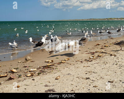 Seagulls eating fish leftovers, Nr. Vorupør, Denmark Stock Photo
