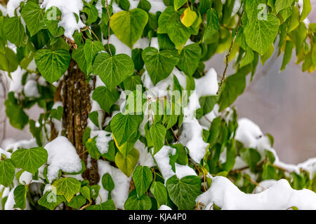 Ivy in snow Stock Photo