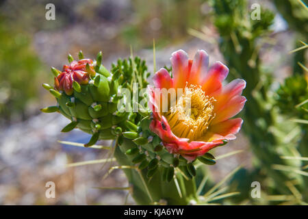 Red cactus flower. Anaga mountains, Tenerife island, Canary islands, Spain Stock Photo