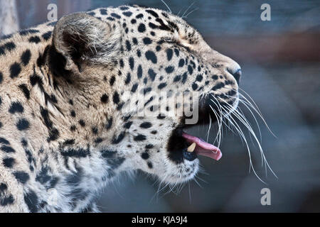 Sneezing Persian tiger in the zoo. Stock Photo