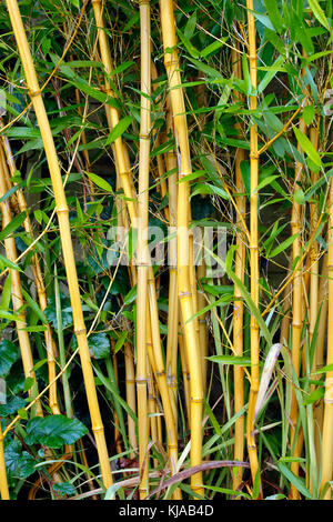 Phyllostachys Aureosulcata 'Aureocaulis' Golden Crookstem Bamboo Stock Photo