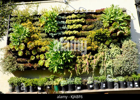 Green wall of vertical growing succulents plants on display in a Hollywood plant nursery garden centre in Los Angeles LA California USA   KATHY DEWITT Stock Photo