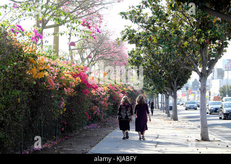 Rear view of two middle-aged women walking next to a fence covered with bougainvillea flowering in October, N Fairfax Ave Los Angeles CA KATHY DEWITT Stock Photo