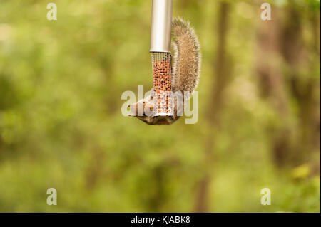 A grey squirrel hangs onto a nut feeder to scavenge nuts from inside the wire cage, as it hangs on skillfully with it's claws. Stock Photo