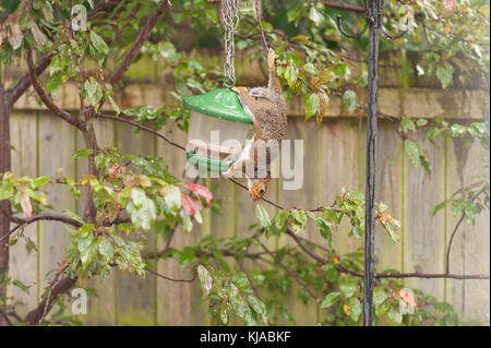 A grey squirrel hangs precariously up side down hanging on to a branch with one claw, upside down while eating sunflower seeds from a bird feeder Stock Photo