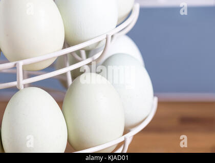 selective focus on  blue eggs in a rack that are laid by theses breeds Legbar, Ameraucana,  Araucana and Easter chickens,front focus  blurred backgrou Stock Photo