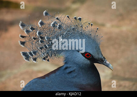 Close up side profile portrait of blue Victoria crowned pigeon (Goura), high angle view Stock Photo