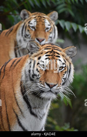 Close up portrait of Amur (Siberian) tiger in forest, looking at