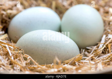 three blue eggs in a nest of hay that are laid by theses breeds Legbar, Ameraucana,  Araucana and Easter chickens, front focus blurred background  to  Stock Photo