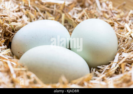 group of  blue eggs in a nest of hay that are laid by theses breeds Legbar, Ameraucana,  Araucana and Easter chickens, back focus  blurred background  Stock Photo