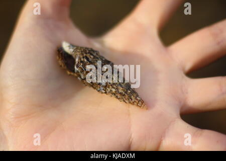 A small dark cerith sea shell in hand. Stock Photo