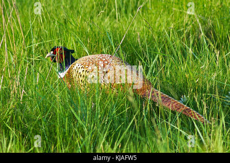 Pheasant hiding in the high grass Stock Photo