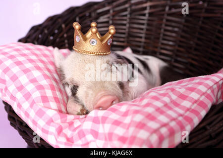 Domestic Pig, Turopolje x ?. Piglet sleeping on pink-checkered pillow in a basket, wearing a crown. Studio picture seen against a pink background. Germany Stock Photo