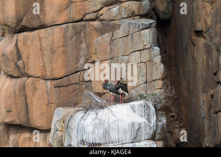 Black stork (Ciconia nigra), couple on the nest in a cliff Stock Photo