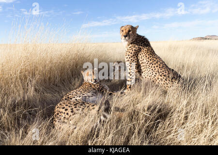 Cheetah (Acinonyx jubatus), mother with two subadults resting in the savannah gras