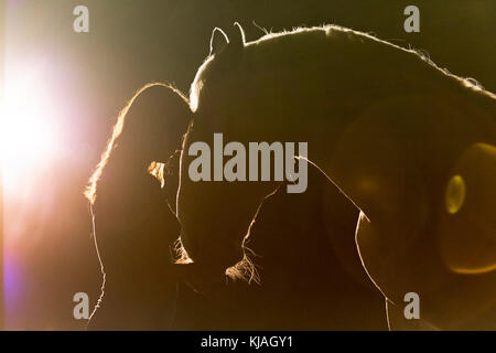 Lipizzan horse. Portrait of adult stallion (Siglavy Capriola Primas) with young woman in darkness, with light in background. Austria Stock Photo