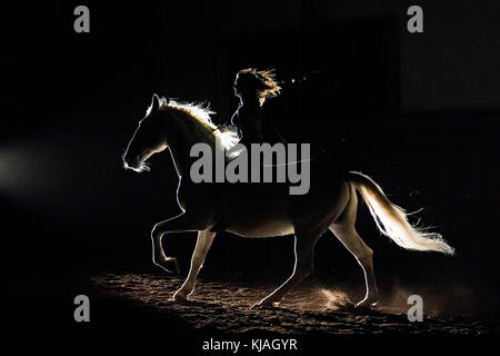 Lipizzan horse. Adult stallion (Siglavy Capriola Primas) with rider in darkness, seen against light. Austria Stock Photo