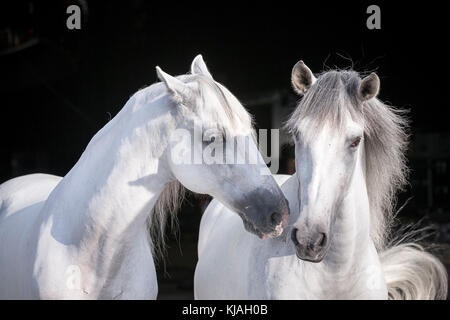 Pure Spanish Horse, Andalusian. Portrait of two gray stallions, seen against a black background. Germany Stock Photo