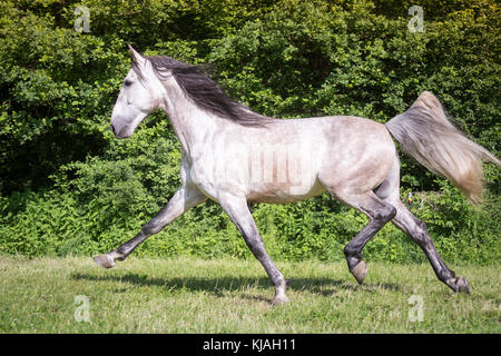 Pure Spanish Horse, Andalusian. Gray stallion trotting on a pasture. Austria Stock Photo