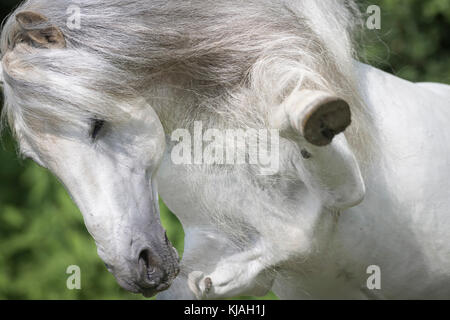 Pure Spanish Horse, Andalusian. Gray stallion showing-off on a meadow. Austria Stock Photo