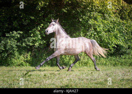 Pure Spanish Horse, Andalusian. Strawberry roan mare trotting on a pasture. Austria Stock Photo