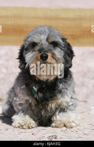 Miniature Wire Haired Dachshund Portrait Standing On Log Stock Photo Alamy