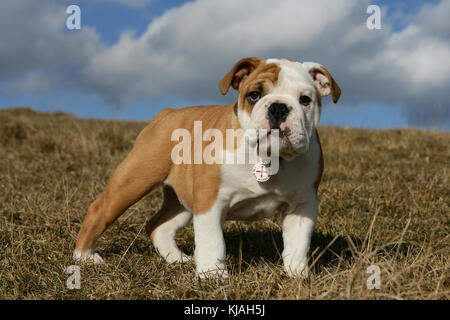 British Bulldog Puppy standing on winter grass looking at camera with blue sky and clouds in the background
