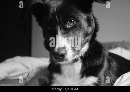 Black and white picture with border collie looking at camera Stock Photo