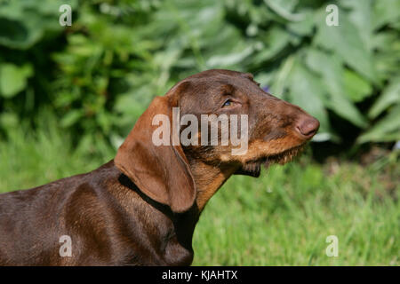 Wire Haired Standard Dachshund Puppy Stock Photo 166189891 Alamy