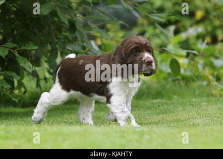 English Springer Spaniel, 7 weeks old puppy Athos on the lawn