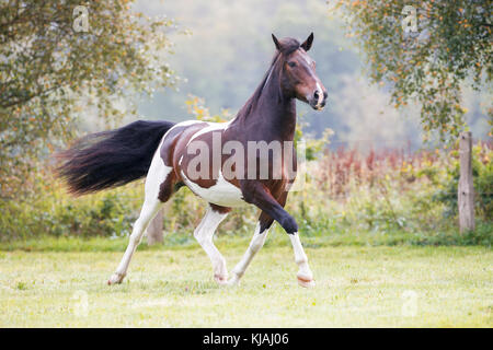 American Indian Horse. Skewbald adult trotting on a meadow. Germany Stock Photo