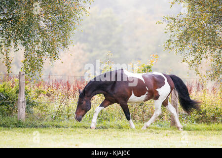 American Indian Horse. Skewbald adult trotting on a meadow. Germany Stock Photo