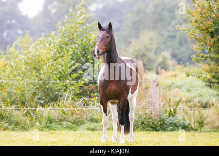 American Indian Horse. Skewbald adult standing on a meadow. Germany Stock Photo