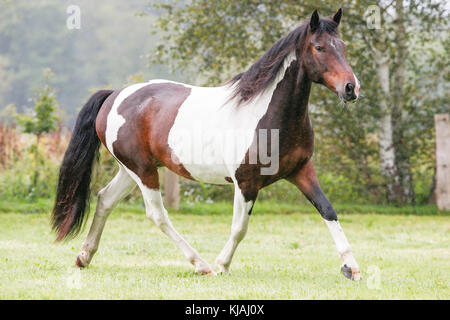 American Indian Horse. Skewbald adult trotting on a meadow. Germany Stock Photo