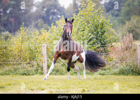 American Indian Horse. Skewbald adult showing-off on a meadow. Germany Stock Photo