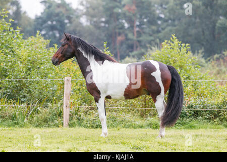 American Indian Horse. Skewbald adult standing on a meadow. Germany Stock Photo