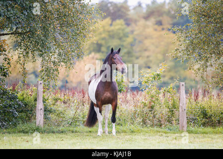 American Indian Horse. Skewbald adult standing on a meadow. Germany Stock Photo