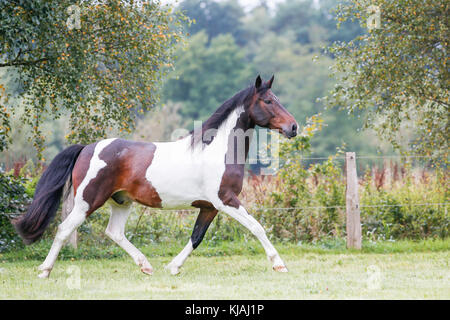 American Indian Horse. Skewbald adult trotting on a meadow. Germany Stock Photo