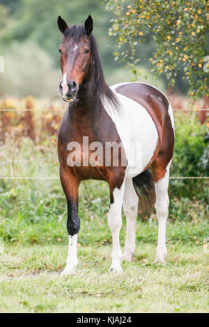 American Indian Horse. Skewbald adult standing on a meadow. Germany Stock Photo