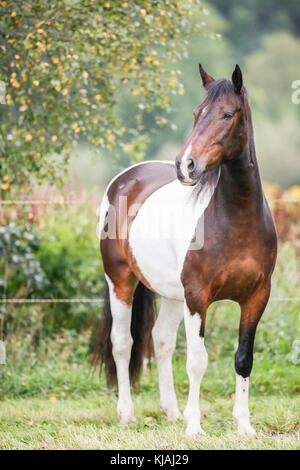 American Indian Horse. Skewbald adult standing on a meadow. Germany Stock Photo