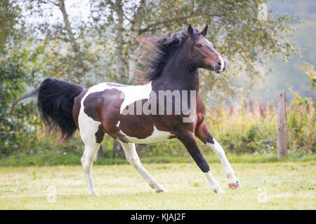 American Indian Horse. Skewbald adult galopping on a meadow. Germany Stock Photo