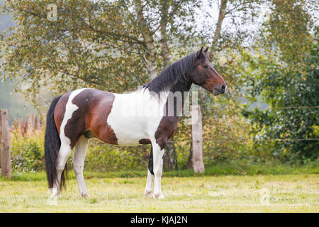 American Indian Horse. Skewbald adult standing on a meadow. Germany Stock Photo