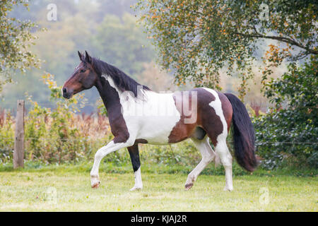 American Indian Horse. Skewbald adult walking on a meadow. Germany Stock Photo