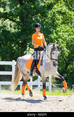 Pure Spanish Horse, Andalusian. Rider on juvenile gray stallion trotting on a riding place. Austria Stock Photo