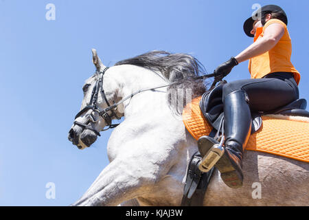 Pure Spanish Horse, Andalusian. Rider on juvenile gray stallion galloping, seen from below. Austria Stock Photo